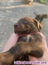 Fotos del anuncio: Cachorros braco de weimar 