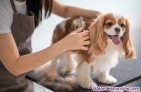 Fotos del anuncio: Peluquera canina Mimi en Denia
