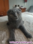 Gatitos scottish pura cepa