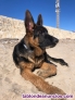 Fotos del anuncio: Disponible cachorro de pastor aleman 4 meses macho 