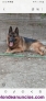 Fotos del anuncio: Disponible cachorro de pastor aleman 4 meses macho 