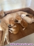 Fotos del anuncio: Regalo gatitos 