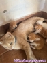 Fotos del anuncio: Regalo gatitos 