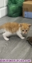 Fotos del anuncio: Gatitos buscan casa