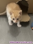 Fotos del anuncio: Gatitos buscan casa