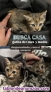 Fotos del anuncio: Gatitos buscan casa