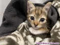 Fotos del anuncio: Gatitos buscan casa