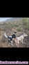 Fotos del anuncio: Perros de Jabali