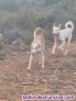 Fotos del anuncio: Perros de Jabali