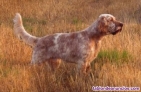 Fotos del anuncio: Cachorros setter ingles