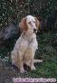Fotos del anuncio: Cachorros setter ingles