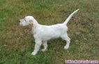 Fotos del anuncio: Cachorros setter ingles