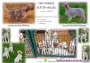 Fotos del anuncio: Cachorros setter ingles