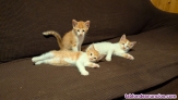 Adopción gatitos 2 meses