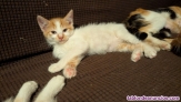 Fotos del anuncio: Adopcin gatitos 2 meses