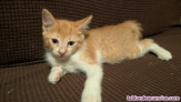 Fotos del anuncio: Adopcin gatitos 2 meses