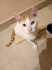Fotos del anuncio: Gatito en adopcin 