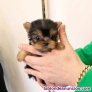 Fotos del anuncio: Yorkshire cachorros toy Texto 691110490