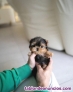 Fotos del anuncio: Yorkshire cachorros toy Texto 691110490