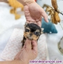 Fotos del anuncio: Yorkshire cachorros toy Texto 691110490