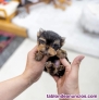 Fotos del anuncio: Yorkshire cachorros toy Texto 691110490