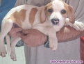 Fotos del anuncio: Cachorro golden retriever mix labrador
