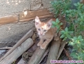Fotos del anuncio: Gatita en adopcin
