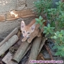 Fotos del anuncio: Gatita en adopcin