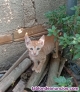 Fotos del anuncio: Gatita en adopcin