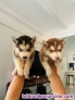 Fotos del anuncio: Husky siberiano cachorros +34 63 4126712