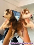 Fotos del anuncio: Husky siberiano cachorros +34 63 4126712