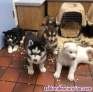 Fotos del anuncio: Cachorros husky siberiano azul ojos
