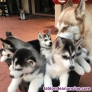 Fotos del anuncio: Cachorros husky siberiano azul ojos