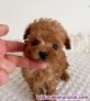 Fotos del anuncio: Caniche mini