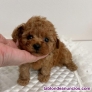 Fotos del anuncio: Caniche mini
