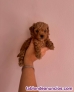 Fotos del anuncio: Caniche pequeno toy