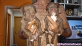 Fotos del anuncio: Se venden cachorros de Amrican Pitbull Red