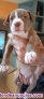 Fotos del anuncio: Se venden cachorros de Amrican Pitbull Red