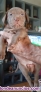 Fotos del anuncio: Se venden cachorros de Amrican Pitbull Red