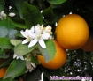 Fotos del anuncio: Sanadora natal. REIKI