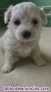 Fotos del anuncio: Bichon Maltes, cachorros, perritos
