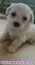 Fotos del anuncio: Bichon Maltes, cachorros, perritos