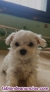 Fotos del anuncio: Bichon Maltes, cachorros, perritos