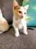 Fotos del anuncio: Gatita en adopcin 