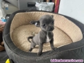 Fotos del anuncio: CachorrosChihuahua toy Texto 691110490