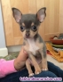 Fotos del anuncio: CachorrosChihuahua toy Texto 691110490