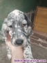 Setters ingleses machos 2 meses 
