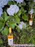 Fotos del anuncio: Botella vino blanco ecolgico Campus Diversia de Amica