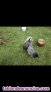 Fotos del anuncio: Vendo gallinas