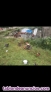 Fotos del anuncio: Vendo gallinas